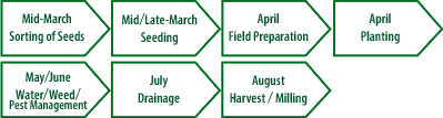 Mid-March Sorting of Seeds Mid/Late-March Seeding April Field Preparation April Planting May/June Water/Weed/ Pest Management July Drainage August Harvest / Milling