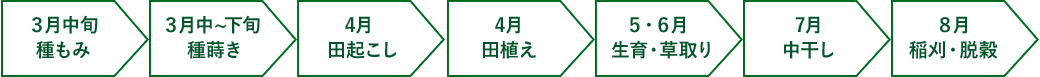 ３月中旬 種もみ ３月中~下旬 種蒔き 4月 田起こし 4月 田植え ５・６月 生育・草取り 7月 中干し ８月 稲刈・脱穀